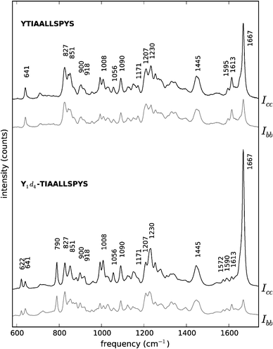 Polarised Raman spectra of peptides YTIAALLSPYS (top) and Y1d4-TIAALLSPYS (bottom). Black traces: Icc spectra. Grey traces: Ibb spectra. The spectra are offset vertically for convenience. For visualisation purposes, both unlabelled YTIAALLSPYS spectra have been scaled up to approximately match the intensity of their labelled counterparts, taking the 1445 cm−1 peak in the spectrum of Y1d4-TIAALLSPYS Icc as a reference.