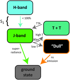 A cartoon representation of the exciton states and processes involved in the luminescence dynamics of tetracene thin films.