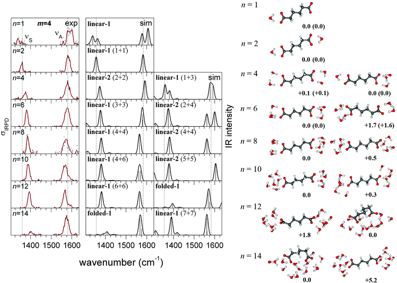 Experimental IRPD spectra (left) and simulated linear IR absorption spectra of the most likely (center) and alternative (right, see text) structures of microsolvated adipate dianions (CH2)4(COO−)2·(H2O)n. The corresponding geometries and relative energies (kcal mol−1) are shown next to the spectra. CEPA/1/aug-cc-pVDZ energies are corrected by ZPVE from PBE (energies from CEPA/1/aug-cc-pVTZ corrected by ZPVE from B3LYP are shown in parentheses).