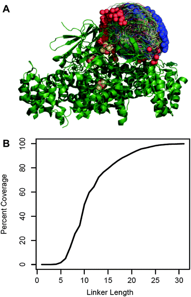 Linker length prediction for fusion proteins. (A) 2737 possible docked configurations in which the electron transfer centers are separated by less than 15 Å (allowing electron transfer) were generated by a variation of the RosettaDock algorithm using the crystal structures of the cyanobacterial PSI (PDB reference 1JB0) and green algal PetF (PDB reference: 1AWD). PSI is shown in green ribbon representation with the iron sulfur co-factors in brown and yellow. The PetF conformations are shown in trace representations with blue and red spheres marking their N and C terminus, respectively. (B) The fraction of docked configurations compatible with a given linker length out of the total docked configuration (percent coverage) plotted as a function of linker length. Compatibility was determined by calculating the shortest possible linker for each configuration using a Monte Carlo optimization performed within Rosetta. The configuration was deemed compatible with all the linker lengths greater than or equal to this minimal length.