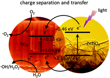 In situ growth of lamellar ZnTiO 3 nanosheets on TiO 2 tubular 