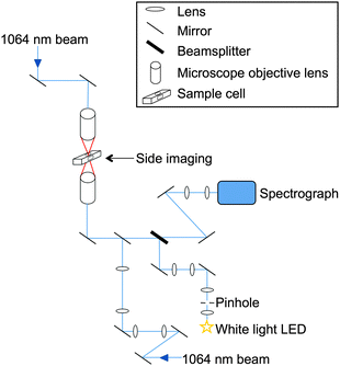 Schematic diagram of the experimental apparatus. Two laser beams (1064 nm) from a twin-coupled fibre output are focussed through opposing objective lenses to form an optical trap in an aluminium cell. White light from an LED of wavelength range 480–700 nm is focussed on to the trapped bead and backscattered light collected onto a spectrograph.