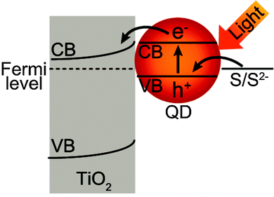 Schematic illustration of the photoinduced charge separation of the TiO2/QD system.