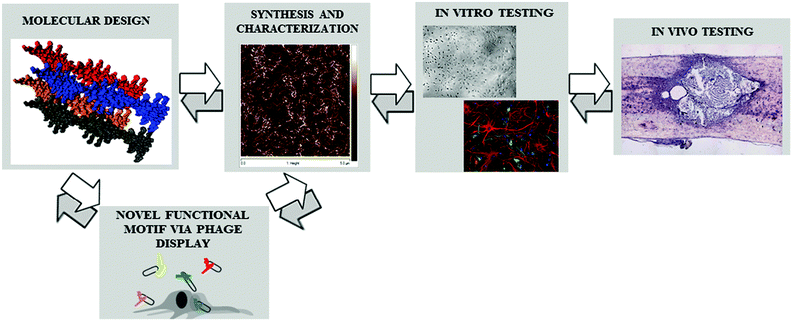 Scheme of the multi-facet approach aimed at developing nanostructured scaffolds for tissue engineering: continuous feedback among the various steps allows a synergic integration of the different disciplines involved.