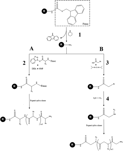 Comparison between the classical Fmoc peptide synthesis (A) and the submonomer peptoid synthesis (B). First the Fmoc protecting group of the solid resin is removed in a solution of piperidine (1). In the Fmoc peptide synthesis the primary amine of the resin reacts with the COOH-activated/NH2-protected amino acid in an activator base solution composed of N,N-diisopropylethylamine and N-methyl-2-pyrrolidone (2). In the submonomer peptoid synthesis the primary amine is subjected to an acetylation reaction by means of an haloacetic acid activated by N,N′-diisopropylcarbodiimide (3). Then the Br displacement, by means of another primary amine, gives rise to the formation of a peptoid bond (4). Both in (A) and in (B) repeated cycles of steps (2) and (3 and 4), respectively, lead to molecule elongation.