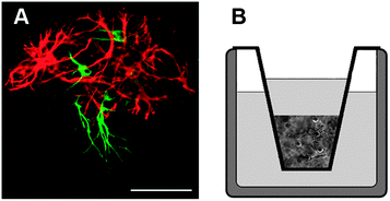 (A) Three-dimensional culture of mouse NSCs cultured in a KLDL12-based scaffold, at 2 weeks from the induction of the differentiation. Neurons are marked with anti-βIII Tubulin antibody (green) and astrocytes with anti-GFAP antibody (red). In three-dimensional cultures neurons and astrocytes, forming a highly intermingled cellular network, more closely resemble the distribution of nervous cells in vivo than in standard 2D cell culture systems. Scale bar: 50 μm. (B) Graphical representation of a three-dimensional culture in a porous insert, where cells are embedded into the scaffold and immersed into the growth medium.