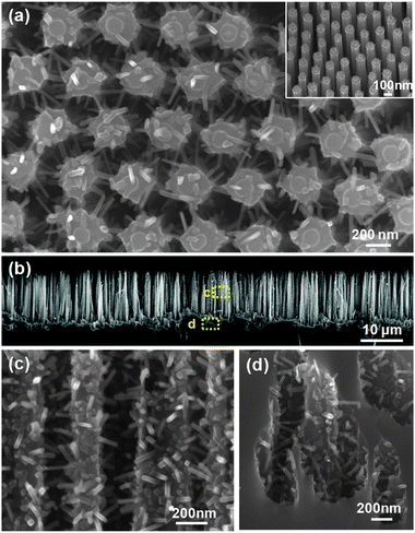 Si nanowire arrays uniformly covered with high-density TiO2 nanowires that grew laterally out of the side surfaces. Inset shows the cross-section of TiO2 nanowire-coated Si nanowire arrays.