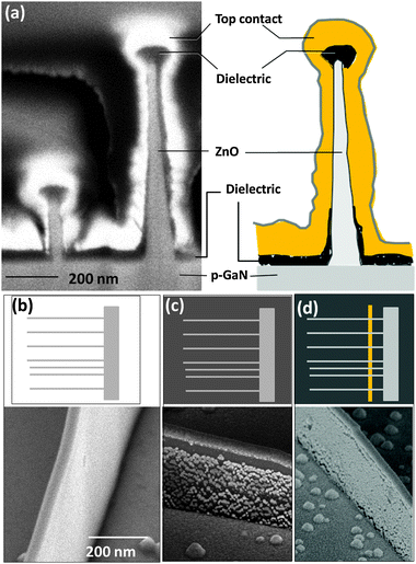 An alternative charge injection design in which nanowalls are directly pumped with electrons. (a) SEM cross-section of two neighboring nanowalls with the corresponding schematic depicting all the device layers. (b) As grown ZnO nanowalls. (c) ZnO nanowalls after overcoating with about 50 nm of silicon oxide; as seen from SEM image, the ZnO side walls are still exposed. (d) Selective deposition of top contact on nanowalls using photolithography. After top contact deposition on nanowalls, the exposed areas of the ZnO side walls are fully coated with metal without any direct electrical contact with the underlying GaN surface.