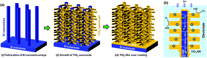 (a) Schematic procedures for making treelike TiO2–Si nanowire 3D architectures. (b) Schematic illustration of using TiO2–Si nanowire heterostructure as PEC anodes for water splitting reactions.