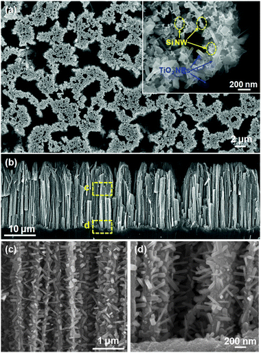 TiO2 nanowires grown on vertical Si nanowire arrays fabricated by wet etching. (a) Top view of Si nanowires after TiO2 nanowire growth. Inset is a higher-magnification SEM image showing TiO2 nanowires growing laterally around Si nanowires. (b) Cross-section of vertical Si nanowire arrays covered with TiO2 nanowires. The Si nanowires are ∼25 μm long and the top ∼5 μm region was bundled together. (c,d) The middle and bottom portions of Si nanowires show dense and uniform coverage of TiO2 nanowires along the entire nanowire length.
