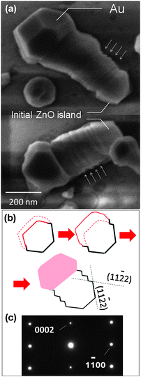 (a) Surface morphology of large diameter ZnO nanowires. The nanowire includes a large segment which is the initial ZnO island with a hexagonal shape (see Fig. 5c). During the growth a fine zigzag structure is formed that is attributed to the dynamic of Au droplet motion. (b) Schematic shows three snapshots of the nanowire growth from top view. Solid red line shows the borderline of the Au droplet after formation of a ZnO island. Influx of Zn and O inflates the Au droplet border to the dash line position. Diameter of the nanowire complies with the size of the Au droplet forming the observed shape. (c) SAED pattern along the length of a nanowire shows a single crystal structure.