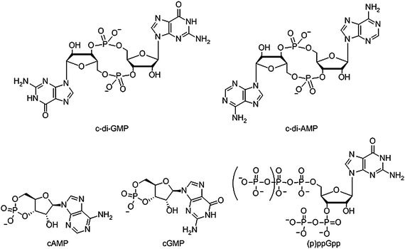 Structure of nucleotide second messengers found in bacteria.