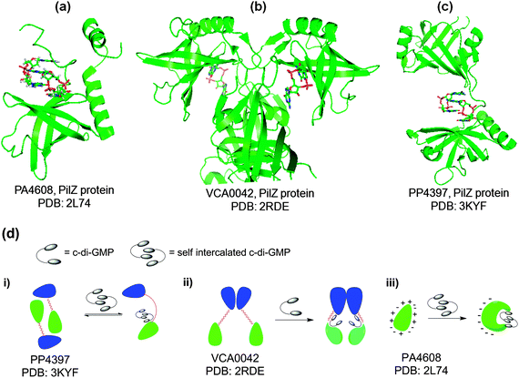 (a) Crystal structure of c-di-GMP bound to PA4608, PilZ protein (PDB code: 2L7482); (b) crystal structure of c-di-GMP bound to VCA0042, PilZ protein (PDB code: 2RDE80); (c) crystal structure of c-di-GMP bound to PP4397, PilZ protein (PDB code: 3KYF81); (d) c-di-GMP modulation of the conformation or aggregation of PilZ-containing proteins; blue and green represent YcgR-N domain and PilZ domain, respectively.