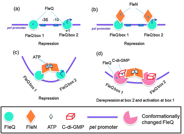 FleQ binds to two pel promoter sites and each FleQ associates with FleN monomer. ATP binds to FleQ and causes association of the FleN monomers, causing structural changes that distort the pel DNA to repress pel. Upon c-di-GMP binding to FleQ, the FleQ-c-di-GMP/FleN-ATP complex undergoes a conformational change to reverse the pel DNA distortion, leading to pel expression. Key points: FleQ can still interact with FleN, even when ATP is absent and the binding of FleQ to box2 is essential for repression whereas binding of FleQ to box1 is essential for activation of pel.84 (Adapted from ref. 84 with permission. Copyright 2012, Oxford University Press.)