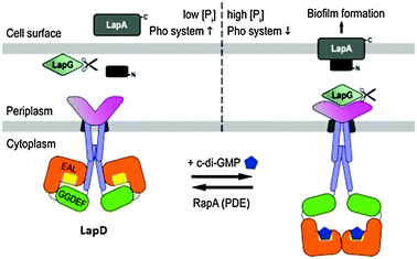 Model for LapD inhibition of the protease LapG via sequestration.88 Copied from ref. 88 (open access).