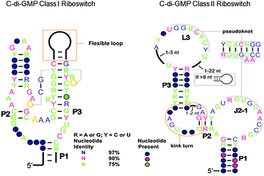 Comparison of c-di-GMP class I and class II riboswitches.78 (Adapted from ref. 78 with permission. Copyright 2010, American Association for the Advancement of Science.)