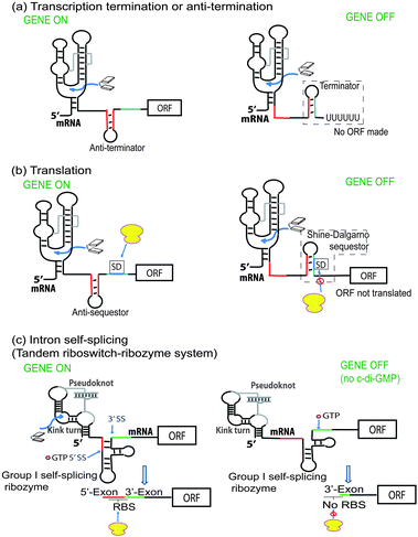 Mechanism of c-di-GMP riboswitch. (Adapted from ref. 93 with permission. Copyright 2012, Cold Spring Harbor Laboratory Press.)