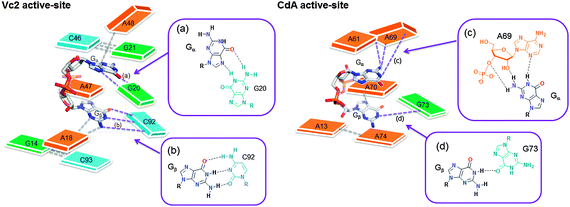 Active site architectures of c-di-GMP class I (Vc2) and c-di-GMP class II (CdA) riboswitches. Guanine is shown as green color, adenine is orange and cytosine is blue. (a)–(d) displays the interaction between c-di-GMP (Gα or Gβ) and RNA bases. C-di-GMP (red represent oxygen and blue represent nitrogen). Different coloring are used just for clarity.