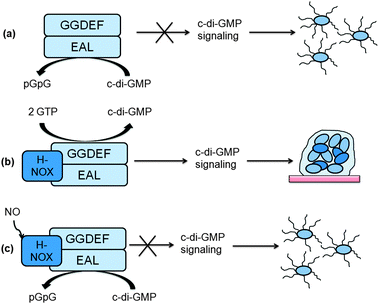 Boon's model for NO regulation of c-di-GMP synthesis in S. woodyi.111 (a) In the absence of H-NOX, SwDGC works primarily as a phosphodiesterase; (b) after H-NOX binds to DGC, it enhances the diguanylate cyclase activity and maintains only basal phosphodiesterase activity; (c) upon NO binding, H-NOX inhibits diguanylate cyclase activity and activates phosphodiesterase activity.111 (Adapted from ref. 111 with permission. Copyright 2012, American Chemical Society.)