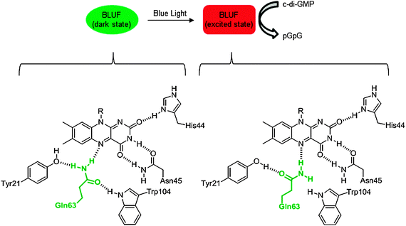 Photoactivation of BLUF proteins. Bottom portion of the figure shows the dark and light state conformations of flavin/protein hydrogen-bonding network in AppA of R. sphaeroides. Emboldened, green glutamine is highly conserved in BLUF proteins and undergoes a 180° bond rotation upon irradiation with blue light.