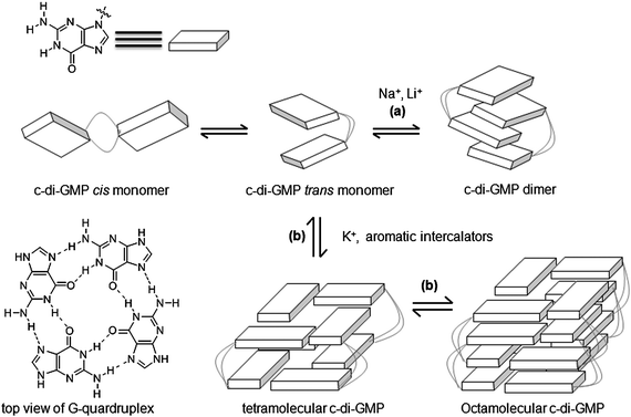 Proposed model of polymorphism of c-di-GMP in presence of cations139 or intercalators.140 (Adapted from ref. 139 with permission. Copyright 2011, American Chemical Society.)