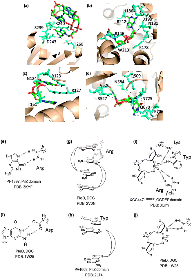 (a) Dimeric c-di-GMP, bound to WspR (DGC domain I-site; PDB code: 3I5A32); (b) monomeric c-di-GMP bound to XCC4471GGDEF (GGDEF domain A-site; PDB code: 3QYY45); (c) dimeric c-di-GMP, bound to PP4397 (PilZ domain; PDB code: 3KYF81); (d) monomeric c-di-GMP bound to TBD1265 (EAL domain; PDB code: 3N3T); (e) arginine–guanine Hoogsteen H-bonding interactions in PP4397 (PilZ domain, PDB code: 3KYF81); (f) carboxylate–guanine Watson–Crick H-bonding interaction in PleD (PDB code: 1W2543); (g) cation–π interactions with arginine in PleD (PDB code: 2V0N149); (h) π–π-stacking interactions with tryptophan in PA4608 (PilZ domain, PDB code: 2L7482); (i) salt bridge between protonated lysine and phosphate group in XCC4471GGDEF (GGDEF domain A-site; PDB code: 3QYY45); (j) interaction between arginine and 2′-OH of c-di-GMP in PleD (PDB: 1W2543).