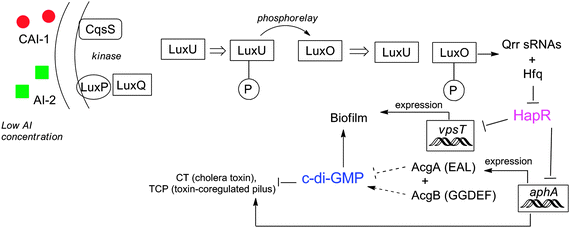 Interaction between c-di-GMP and QS in V. cholerae. At low concentration of AIs, LuxU and LuxO are phosphorylated and activate expression of Qrr small RNAs, which along with Hfq represses HapR. HapR represses both biofilm formation and virulence directly and indirectly. At high concentration of AIs, dephosphorylation of LuxO results in termination of expression of sRNAs and then HapR is accumulated.