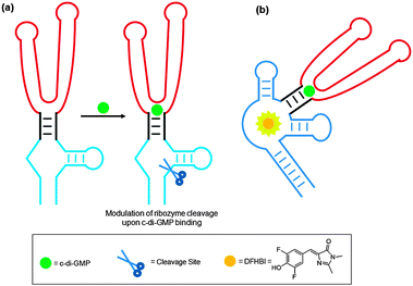 Nanomolar detection of c-di-GMP using an aptamer tethered to (a) a hammerhead self-cleaving ribozyme and (b) spinach RNA.