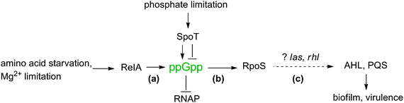 Connection between ppGpp and QS (AHL and PQS mediated) in P. aeruginosa. (a) ppGpp is generated in response to stringent conditions which results in (b) increased production of sigma factor RpoS, and (c) changes in the levels of AHL and PQS resulting in regulation of biofilm formation and virulence. The link may be dependent on las and rhl, although this hypothesis remains unproven.