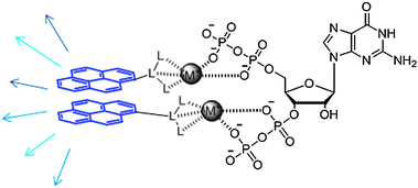 Fluorescent detection of ppGpp using a π-stacked pyrene eximer.