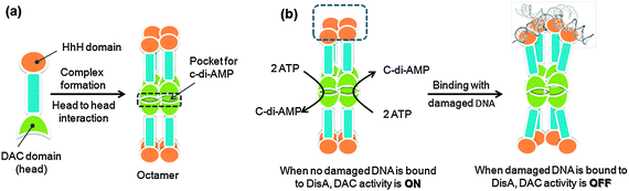 Model for the mechanism of DisA in checkpoint control. DisA synthesizes c-di-AMP in the absence of chromosomal damage.2 (a) Monomer DisA is associated to octamer by head to head interaction of DAC domain (which is called DUF147 domain). This DAC domain interaction makes a pocket for c-di-AMP; (b) when damaged DNA (branched DNA) is not bound to DisA octamer, the DAC activity of DisA is ON, resulting in the synthesis of c-di-AMP from two molecules ATPs. When damaged DNA is bound to DisA octamer, the synthesis is inhibited (allosteric inhibition from damaged DNA). (Adapted from ref. 2 and ref. 206 with permission. Copyright 2008, Elsevier (ref. 2) and 2008, American Association for the Advancement of Science (ref. 206).)