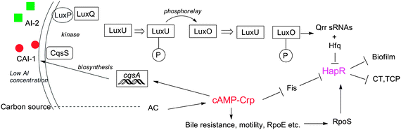 Relationship between cAMP and QS in V. cholerae.