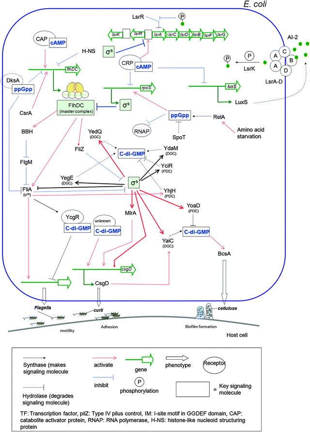 FlhDC is a motility master complex, which controls motility and σs is adhesive curli fimbriae regulator. These two systems regulate diverse processes.251 YegE and YedQ have DGC activity and YhjH is a PDE. C-di-GMP binds to YcgR (which has PilZ domain66 and negatively control the flagella phenotype). Also c-di-GMP positively controls csgD via binding to unknown effector. σS controls YaiC (DGC) and YoaD (PDE) when the bacteria enter stationary phase. BcsA is a cellulose synthase. FliZ works as timing factor and regulate the expression of certain genes that are controlled by σS (ex. mlrA and ydaM genes). MlrA activates csgD transcription. Expression of flhDC is affected by cAMP–catabolite activator protein (CAP).252 Also cAMP–cAMP receptor protein (CRP) inhibits rpoS transcription, which produces σS.253,254 cAMP–CRP complex also inhibits transcription of luxS, which makes LuxS (AI-2 synthase) and increase the transcription of lsr gene expression (lsrA, B, C, D, F, G) which are involved in uptake of AI-2.239 (p)ppGpp is needed to reach higher rpoS expression levels255 and affect RNAP (RNA polymerase).256 Also ppGpp/DksA inhibits flhDC promoter and FliA (σ28).257