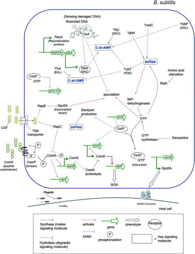 C-di-AMP is synthesized by DisA.208 Also c-di-AMP is synthesized by YbbP and YojJ. DisA is involved in signaling DNA damage. RecA is a recombination protein.258 YybT, containing DHH/DHHA1 domain, hydrolyzes c-di-AMP and c-di-GMP to generate pApA and pGpG respectively.208 CodY is a GTP-binding protein.259 ComK binds comK promoter directly to activate comK expression.260 ComK activate recA, which is SOS gene.261 RelA protein reduces intracellular GTP levels.262 Bacilysin is produced by B. subtilis as peptide antibiotics.263 Bacilysin production is inhibited by CodY.264,265B. subtilis uses peptide autoinducers (ComX and CSF), which regulate competence and sporulation processes.266,267 ComX interacts with ComP sensor kinase to get phosphorylated, which in turn phosphorylates ComA. Phosphorylated ComA activates comS transcription. ComS inhibits ComK proteolysis. Second autoinducer CSF (competence and sporulation factor) inhibits RapC, which is inhibitor of phosphorylated ComA. RapB dephosphorylate Spo0A. The phosphorylated Spo0A regulates sporulation and biofilm formation.268,269