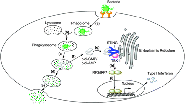 Mechanism of c-di-GMP/c-di-AMP induced innate immune response in macrophage. (a) The bacteria are taken by the macrophage via endocytosis; (b) phagosome and lysosome merge into a big phagolysosome; (c) the bacteria are digested by the enzymes; (d, e) big fragments of bacteria are kept inside of the phagolysosome and eventually discharged by exocytosis; (f) c-di-GMP and c-di-AMP are secreted into the cytosol with the help of multidrug efflux pumps;281,285 (g) upon c-di-GMP/c-di-AMP binding, STING dimer associates with Tank-binding kinase 1(TBK1); (h, i) TBK1 activates IFN regulatory factor 3 (IRF3) and IRF7, ultimately stimulates the type I interferon gene expression.283,284