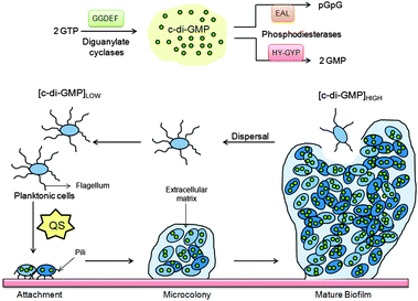 C-di-GMP regulate several processes that control biofilm maturation pathways.