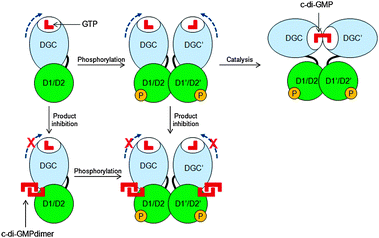 Inhibition of c-di-GMP synthesis via product inhibition. Blue broken arrows indicate free rotation of the DGC domain when no c-di-GMP dimer is bound to the I-site. D1 and D2 refer to REC1 and REC2 domains.43 (Copied from ref. 43 with permission. Copyright 2004, National Academy of Sciences, U.S.A.)