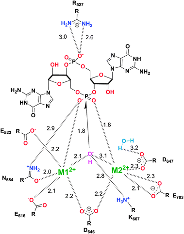 Mechanism of c-di-GMP hydrolysis. C-di-GMP in the active site of TBD1265.51 M1 and M2 represent divalent metals. The numbers represent interatomic distances (in Å). (Adapted from ref. 51 with permission. Copyright 2010, Elsevier.)