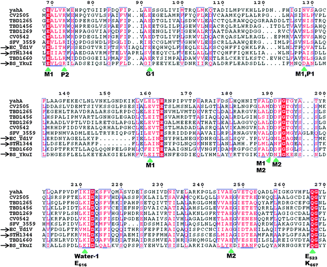 Sequence alignment of EAL domains TBD1265 (T. denitrificans), YahA and YdiV (E. coli), CV0542 and CV2505 (C. violaceum), TBD1456, TBD1269 and TBD1660 (T. denitrificans), YkuI (B. subtilis), STM1344 (S. typhimurium). Absolutely conserved residues are boxed in white font on a red background, and partially conserved residues are boxed in red font on a white background. Conserved residues, which are predicted (based on the crystal structure of TBD1265) to contact the “catalytic” metals, phosphate moiety of c-di-GMP, “catalytic” water, and the nucleobase of c-di-GMP are marked by the green arrows. Inactive EAL domains are marked with black arrows. Because some of the inactive EAL-domain proteins contain the conserved active site residues, it implies that other factors (residues), apart from these conserved residues, affect catalytic proficiencies of EAL-containing proteins. M1: metal 1; M2: metal 2; water-1: catalytic water molecule; G1: guanine 1; P1: phosphorus atom attacked by water-1; P2: the other phosphorus atom in c-di-GMP that is not cleaved by EAL-domain proteins.51 Alignment was done using ClustalW252 and ESPript.53 (Adapted from ref. 51 with permission. Copyright 2010, Elsevier.)