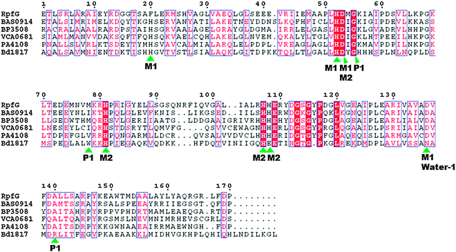 Sequence alignment of the HD-GYP domain proteins Bd1817 (B. bacteriovorus), RpfG (X. campestris), BAS0914 (B. anthracis), BP3508 (B. pertussis), VCA0681 (V. cholerae) and PA4108 (P. aeruginosa). Absolutely conserved residues are boxed in white font on a red background, and partially conserved residues are boxed in red font on a white background. The conserved motif residues that contact the metal, phosphate moiety of c-di-GMP and water in the crystal structure of Bd1817 are indicated by the green arrows. M1: metal 1; M2: metal 2; water-1: putative catalytic water molecule; P1: phosphorus atom attacked by water-1.54 Alignment was done using ClustalW252 and EsPript.53 (Adapted from ref. 54 with permission. Copyright 2011, American Society for Microbiology.)