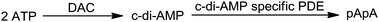 Synthesis and degradation of c-di-AMP. DAC: di-adenylate cyclase, PDE: cyclic nucleotide phosphodiesterases.