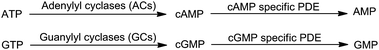 Syntheses and degradations of cAMP and cGMP.