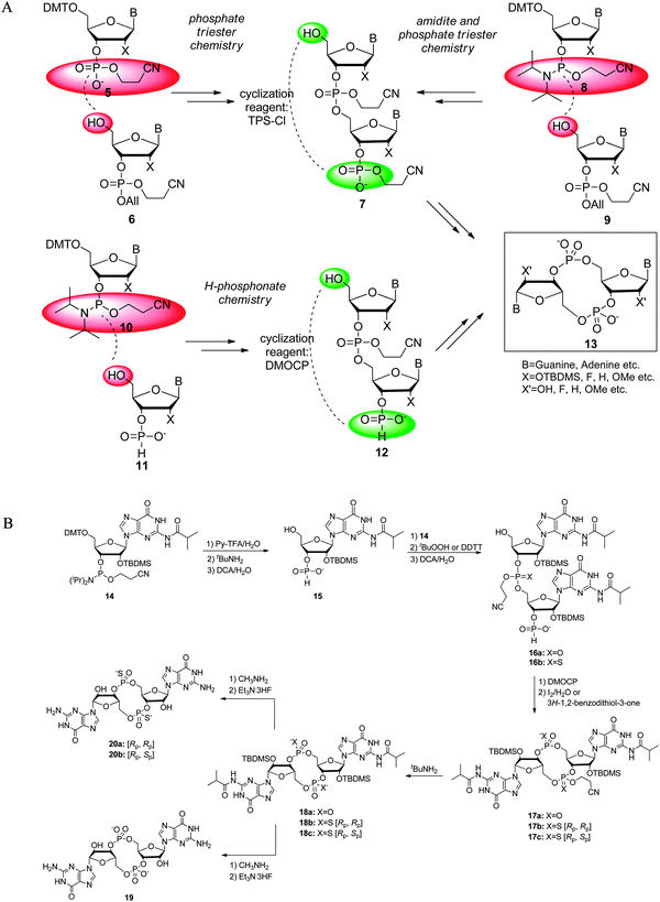 (A) Solution-phase synthesis strategies to prepare c-di-GMP, including phosphate triester291,293 and H-phosphonate chemistry.138,295 Red background: functional groups that are involved in the linear coupling step (one step before cyclization); green backgroud: functional groups that are involved in the cyclization step. TPS-Cl: 2,4,6-triisopropylbenzenesulfonyl chloride. DMOCP: 2-chloro-5,5-dimethyl-1,3,2-dioxaphosphorinane 2-oxide. (B) Details of H-phosphonate chemistry used by Jones to synthesize c-di-GMP and thiophosphate analogs.299 DCA: dichloroacetic acid; DDTT: 3-((dimethylaminomethylidene)-amino)-3H-1,2,4-dithiazole-5-thione. (Adapted from ref. 299 with permission. Copyright 2010, American Chemical Society.)