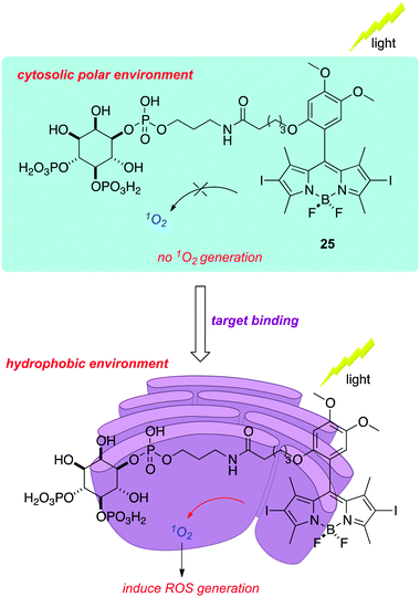 Binding of a functionalized BODIPY to the inositol 1,4,5-trisphosphate receptor places the PDT agent in a hydrophobic environment where singlet oxygen generation is favored, leading to inactivation of the protein.