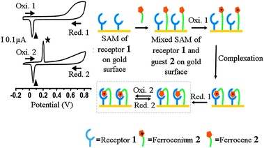 Interaction of the receptor 1 and guest 2 in the mixed SAM on the gold surface. Schematic diagram illustrating the molecular recognition of the ferrocene/ferrocenium (2/2+) by the receptor 1 in the mixed SAM on the gold surface based on cyclic voltammogram. The ★ and ▲ indicate the oxidation and reduction potential of the complexed ferrocene (2) and ferrocinium (2+), respectively. (Reproduced fromref. 40with permission from The Royal Society of Chemistry.)