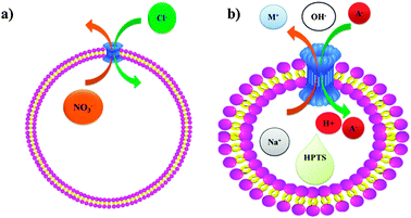 (a) Transmembrane anion transport as mediated by calixarene 27, (b) schematic representation of the transport of anions mediated by calixarene 27. A pH gradient results from addition of extravesicular NaOH solution. The charge caused by H+ efflux or OH− influx is compensated by cation influx or anion efflux, as mediated by the exogenous ligand such as 27. The increase in intravesicular pH, monitored by the entrapped pH-sensitive dye, HPTS, reflects the electrolyte exchange rate.