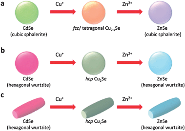 Cation exchange of CdSe nanocrystals showing that the starting nanocrystal acts not only as a shape/morphology template but also a crystallographic template. The product ZnSe nanocrystals are in a crystallographic phase closely related to the starting lattice; not necessarily the most thermodynamically stable one. Reprinted with permission from ref. 50. Copyright 2011 American Chemical Society.