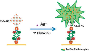 Signal amplification via cation exchange. Reprinted with permission from ref. 57. Copyright 2011 American Chemical Society.