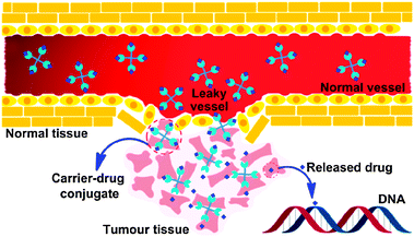 Schematic representation of the EPR effect: normal vessels have a tight endothelium, while tumour vessels are disorganized and leaky, allowing preferential extravasation of circulating macromolecules. In tumour tissues, the carrier-drug conjugate is cleaved to generate the active platinum species, leading to the formation of cell-lethal DNA adducts.