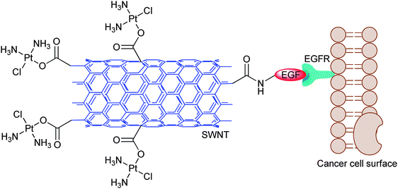 Schematic diagram of the cisplatin-SWNT-EGF conjugate targeting the cell surface EGFR on a single HNSCC cell.